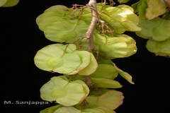 Holoptelea integrifolia
